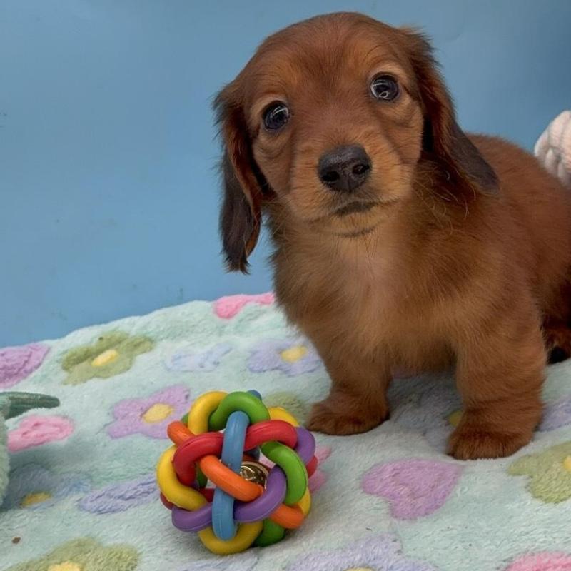 販売中の長野県のミニチュアダックスフンド(ロングヘアード)-451210の1枚目