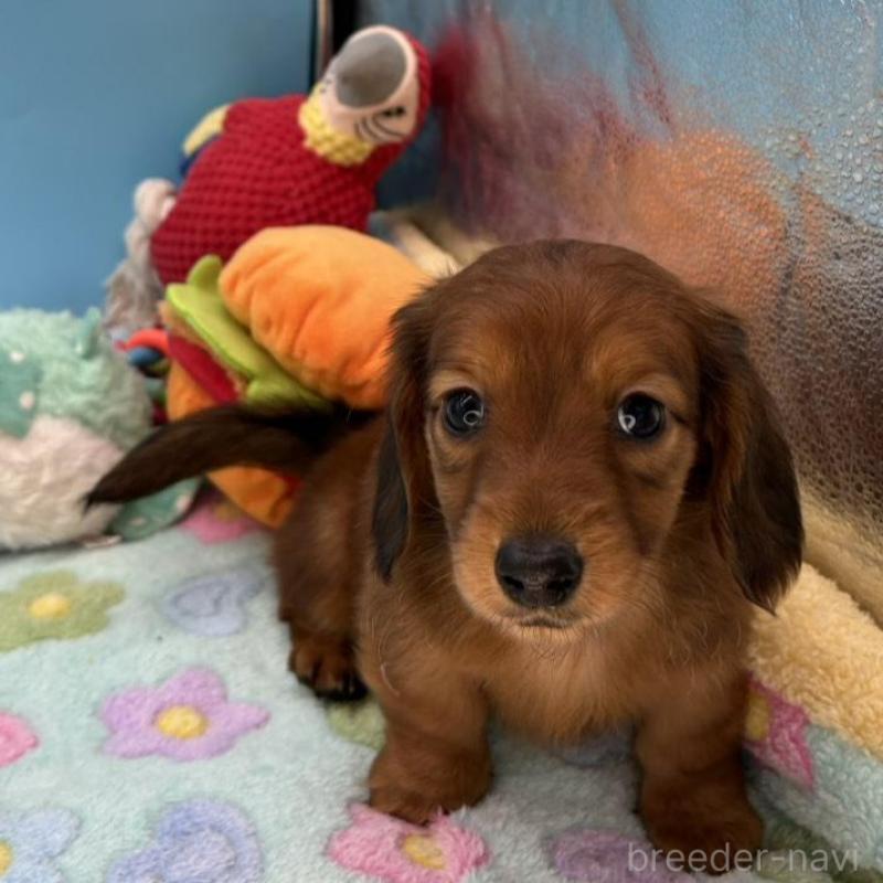 販売中の長野県のミニチュアダックスフンド(ロングヘアード)-451210の3枚目