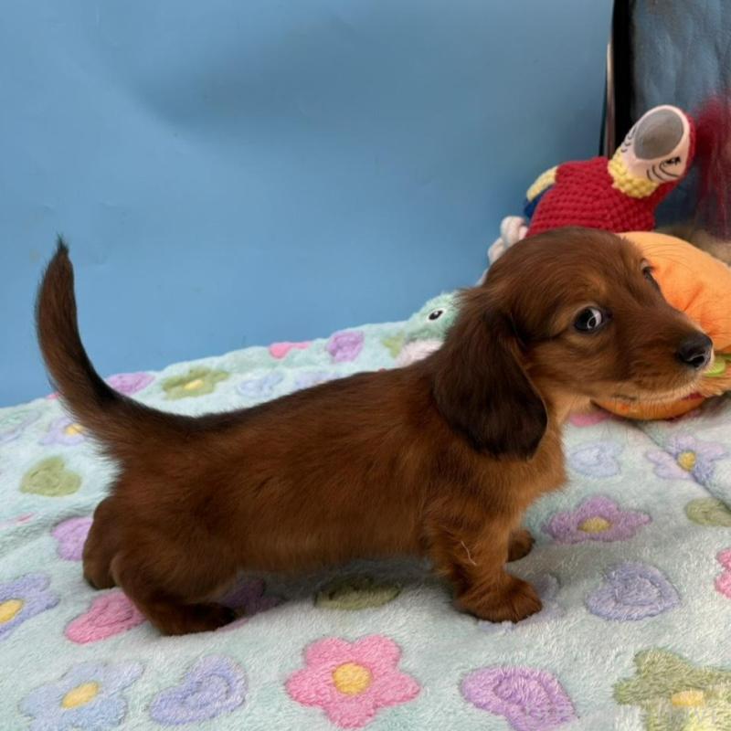 販売中の長野県のミニチュアダックスフンド(ロングヘアード)-451210の2枚目