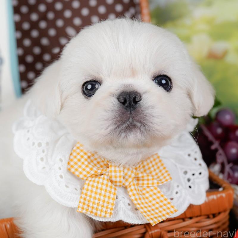 販売中の神奈川県のペキニーズ-451212