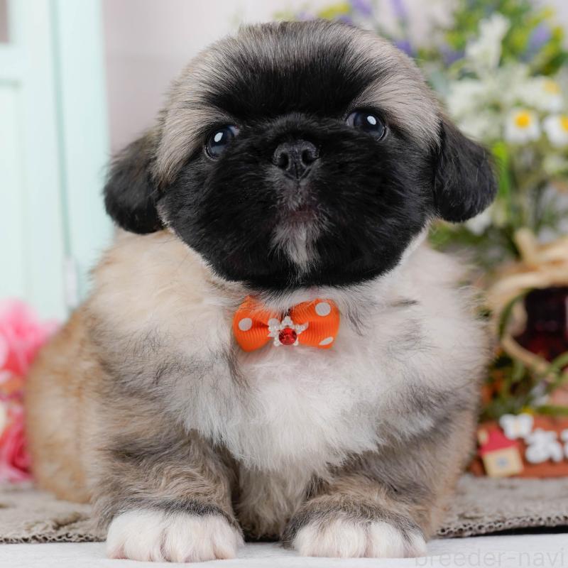 販売中の神奈川県のペキニーズ-451214