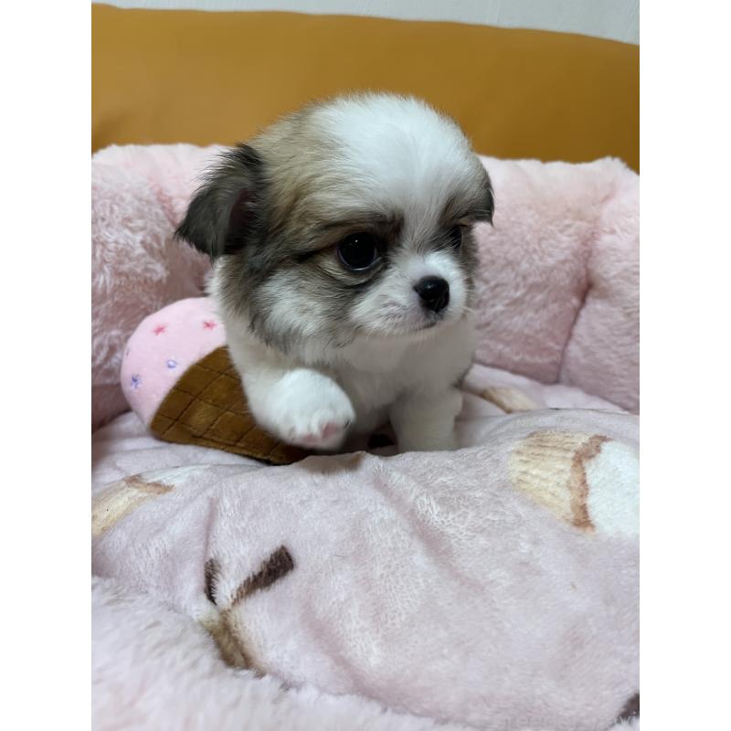 販売中の岡山県のチワワ(ロングコート)-451218の4枚目