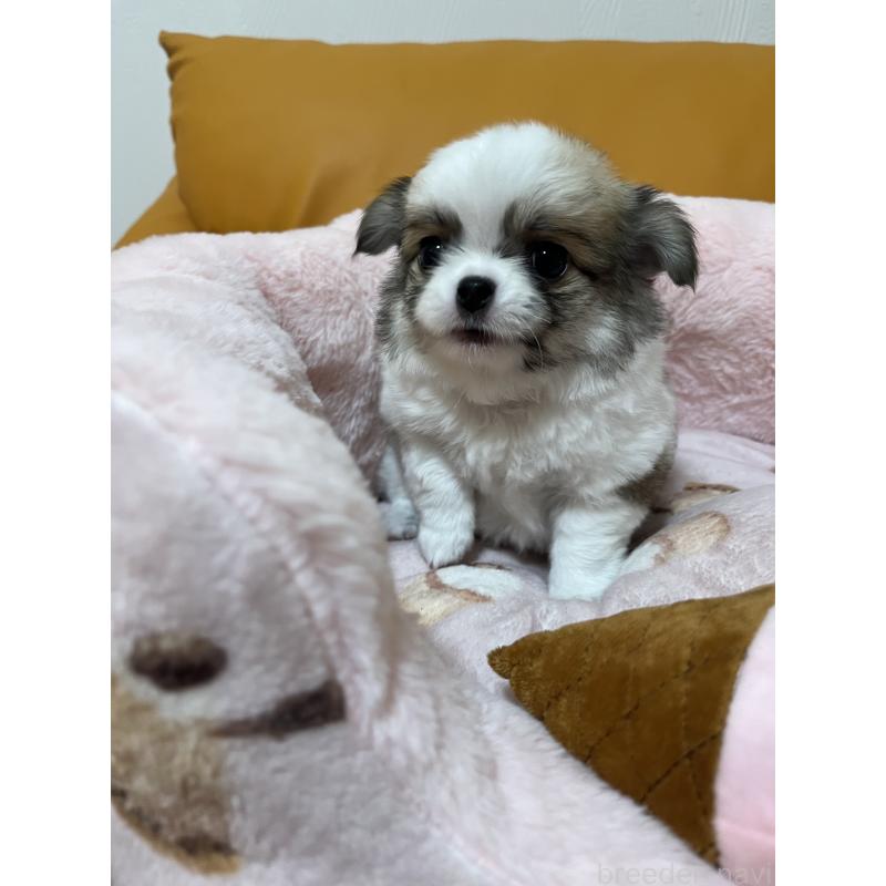 販売中の岡山県のチワワ(ロングコート)-451218の3枚目