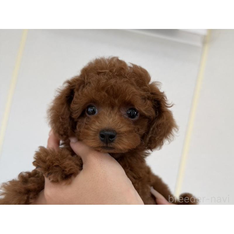 販売中の長崎県のタイニープードル-451219の6枚目