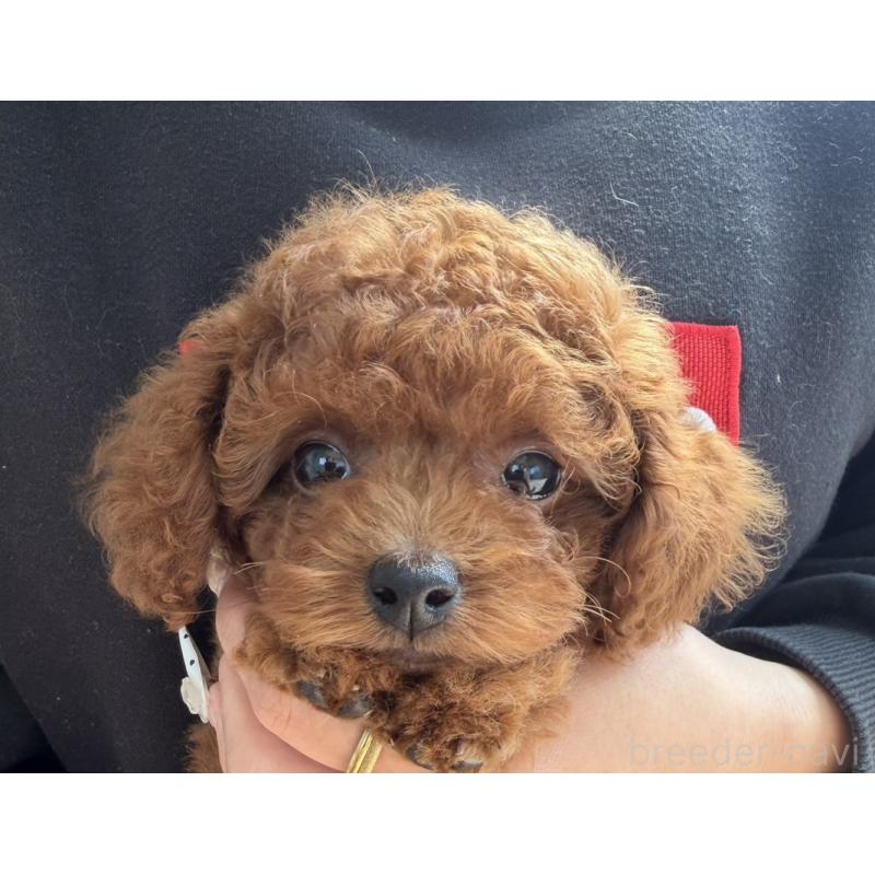 販売中の長崎県のタイニープードル-451219の5枚目