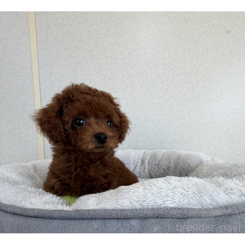 販売中の長崎県のタイニープードル-451219の3枚目