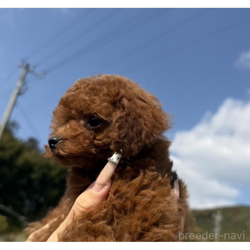 販売中の長崎県のタイニープードル-451219の2枚目