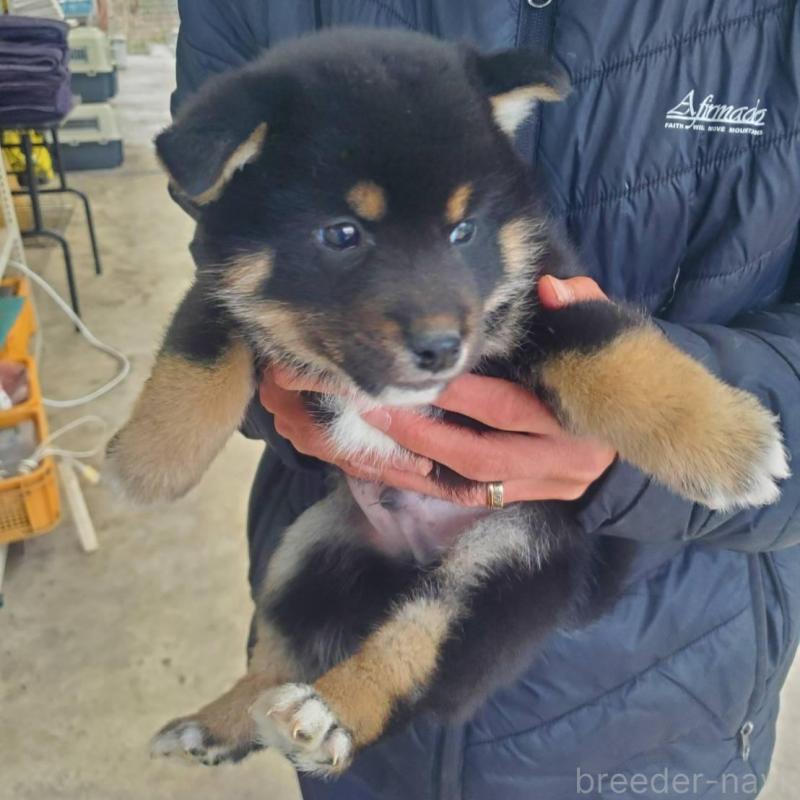 販売中の栃木県の柴犬-451221の5枚目