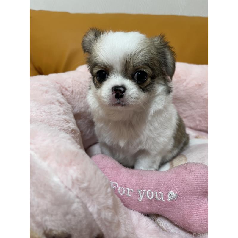 販売中の岡山県のチワワ(ロングコート)-451223の4枚目