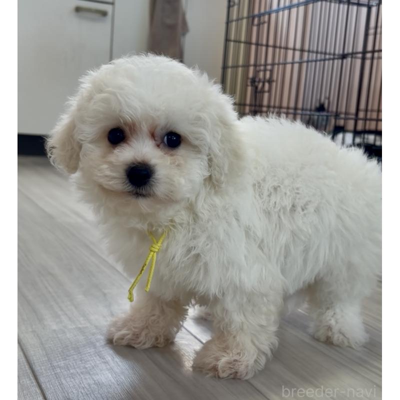 販売中の滋賀県のビションフリーゼ-451220の3枚目