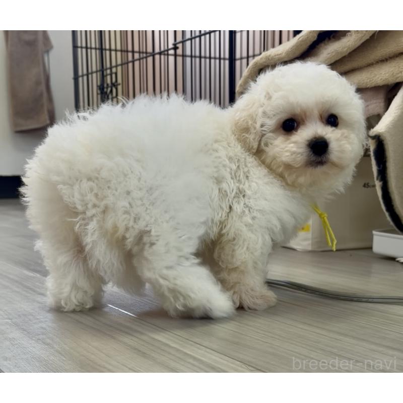 販売中の滋賀県のビションフリーゼ-451220の2枚目