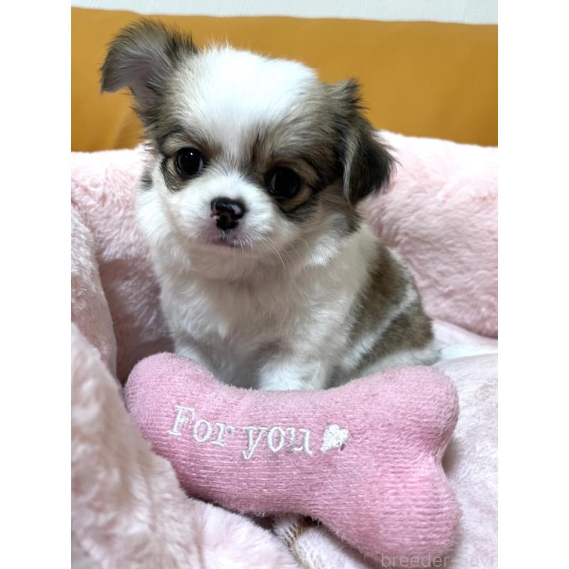 販売中の岡山県のチワワ(ロングコート)-451223の3枚目