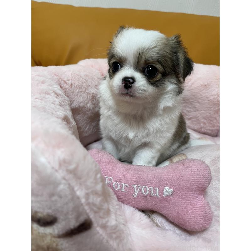 販売中の岡山県のチワワ(ロングコート)-451223の2枚目