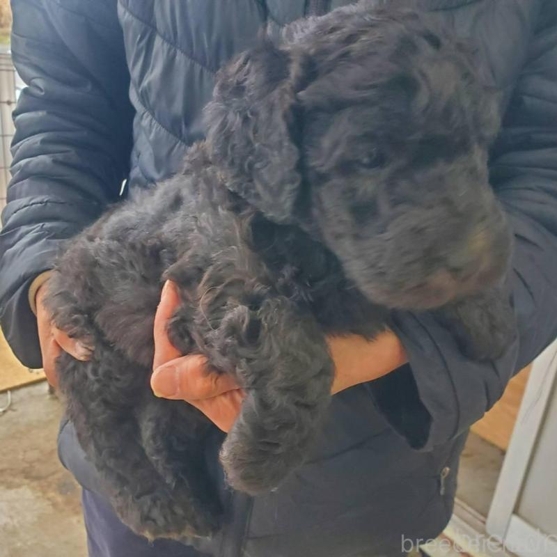 販売中の栃木県のスタンダードプードル-451227の5枚目