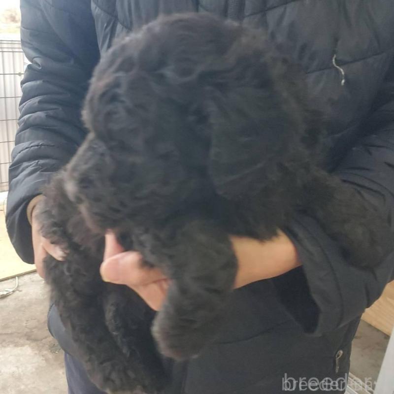 販売中の栃木県のスタンダードプードル-451227の4枚目