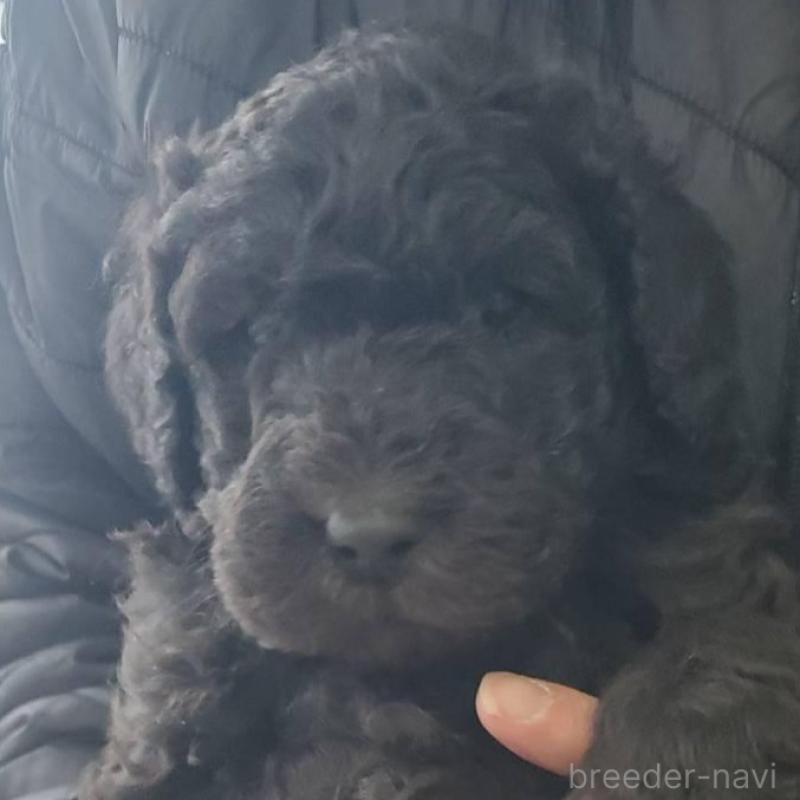 販売中の栃木県のスタンダードプードル-451227の1枚目