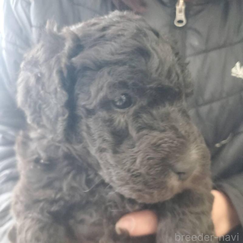 販売中の栃木県のスタンダードプードル-451227の3枚目