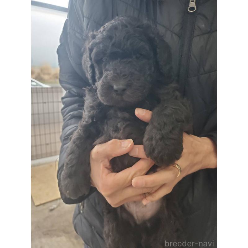 販売中の栃木県のスタンダードプードル-451227の2枚目