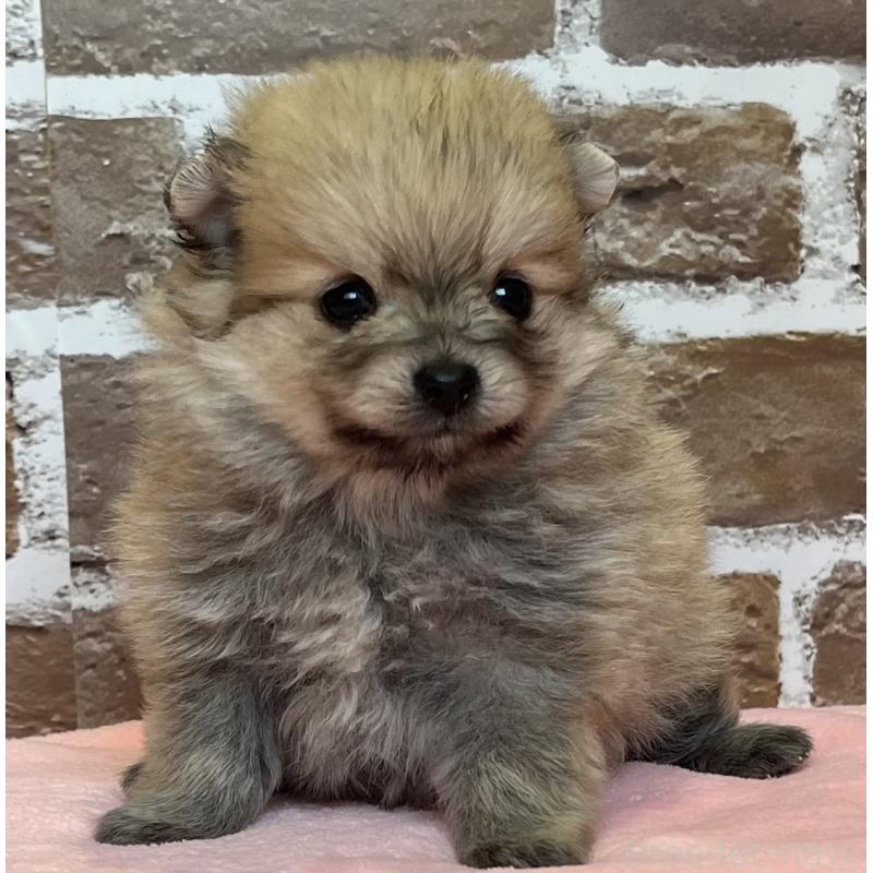 販売中の鹿児島県のポメラニアン-451230