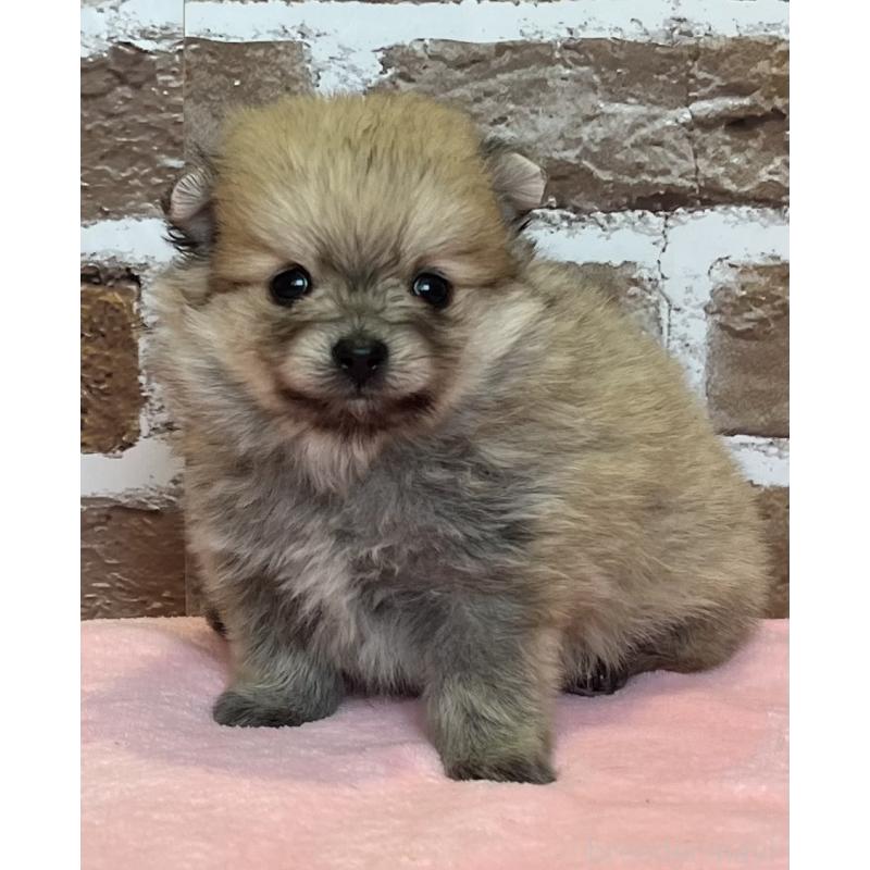 販売中の鹿児島県のポメラニアン-451230の8枚目