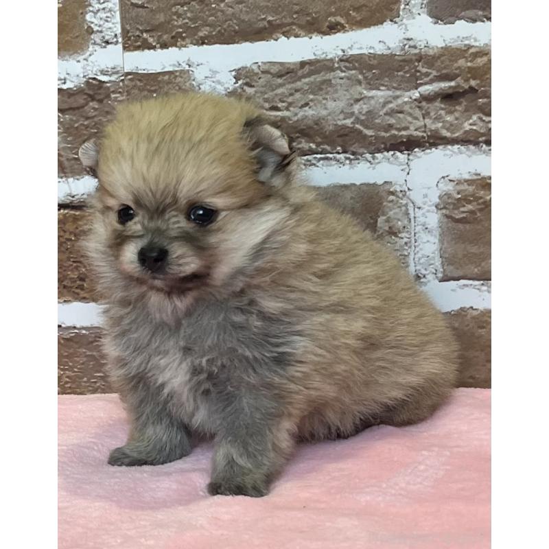 販売中の鹿児島県のポメラニアン-451230の7枚目