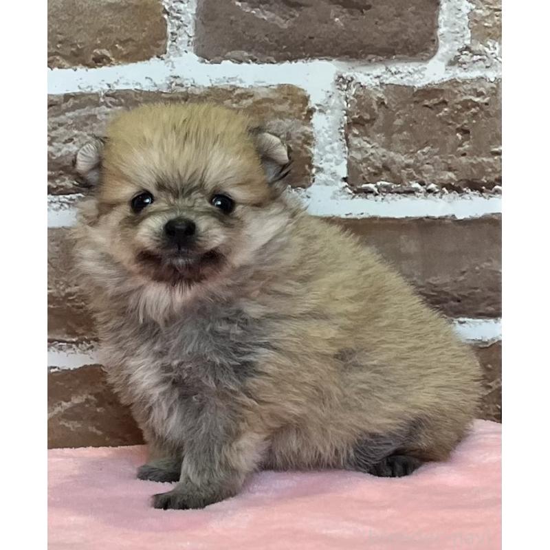 販売中の鹿児島県のポメラニアン-451230の5枚目