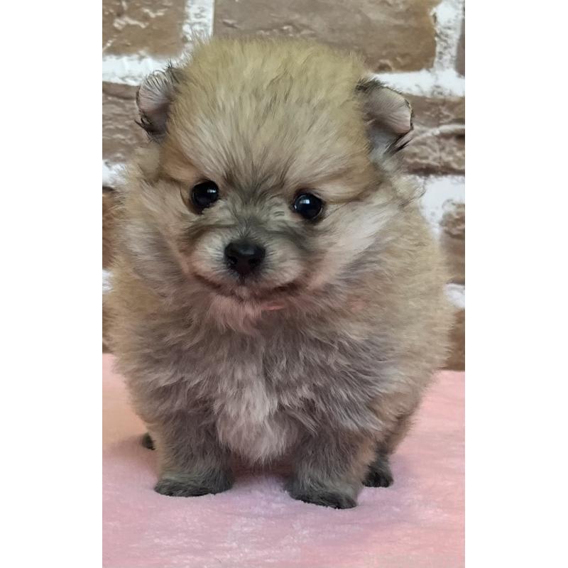 販売中の鹿児島県のポメラニアン-451230の4枚目