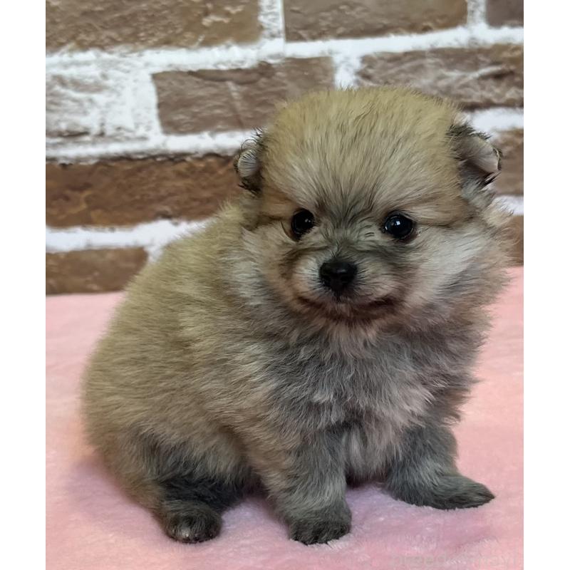 販売中の鹿児島県のポメラニアン-451230の3枚目