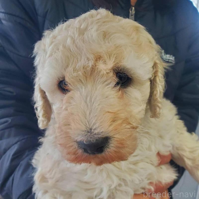 販売中の栃木県のスタンダードプードル-451229の5枚目
