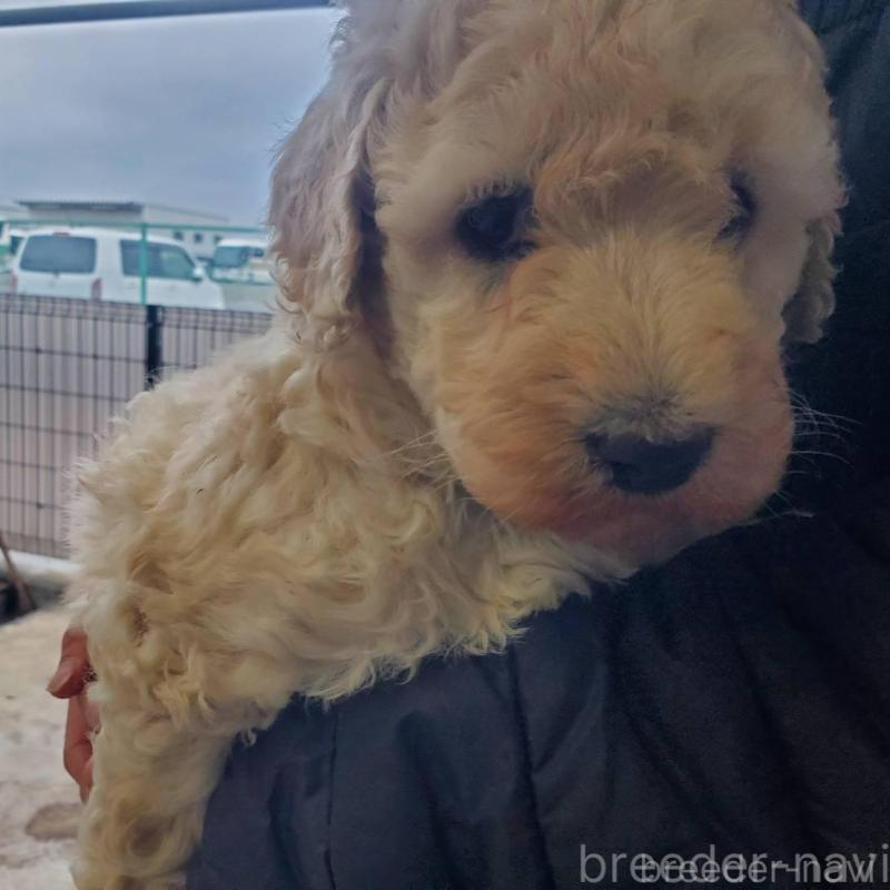 販売中の栃木県のスタンダードプードル-451229の4枚目