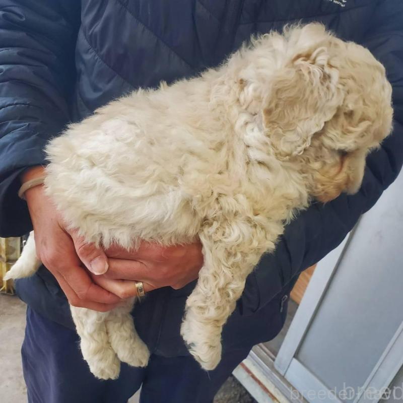 販売中の栃木県のスタンダードプードル-451229の3枚目