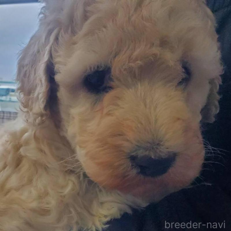 販売中の栃木県のスタンダードプードル-451229の2枚目