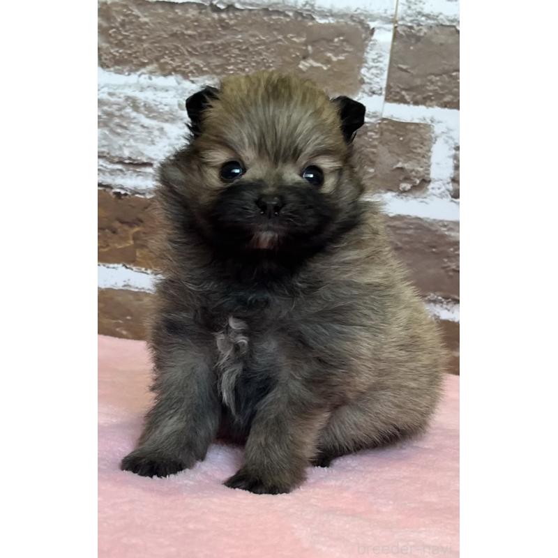 販売中の鹿児島県のポメラニアン-451232の1枚目