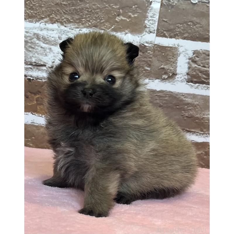 販売中の鹿児島県のポメラニアン-451232の11枚目