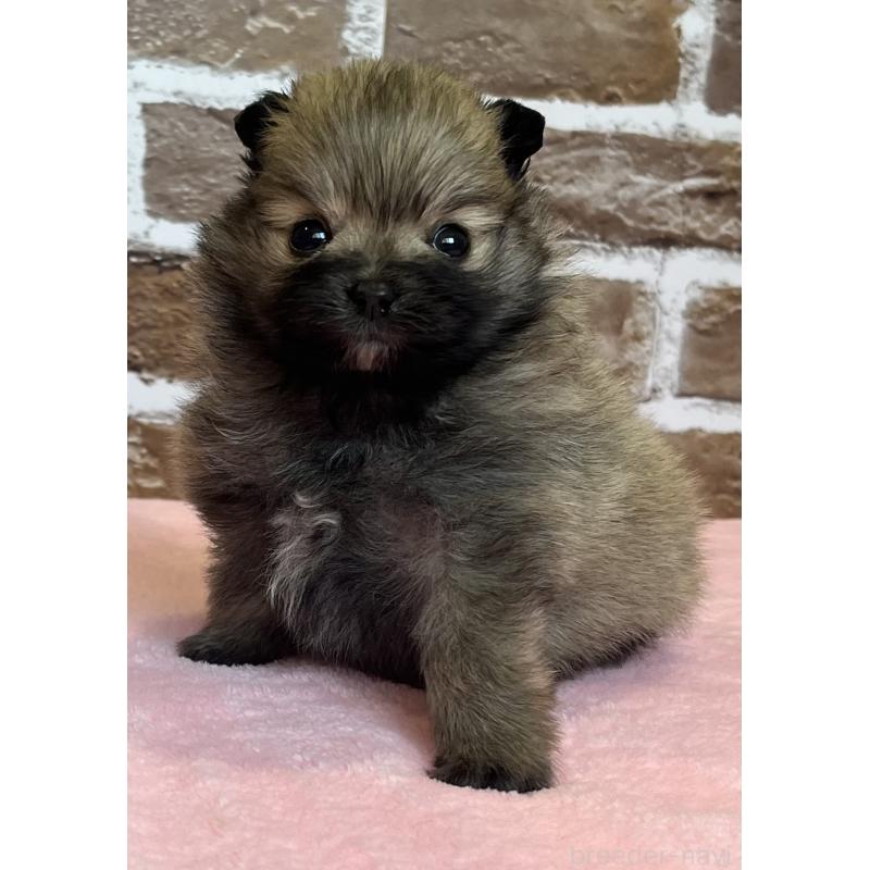 販売中の鹿児島県のポメラニアン-451232の10枚目