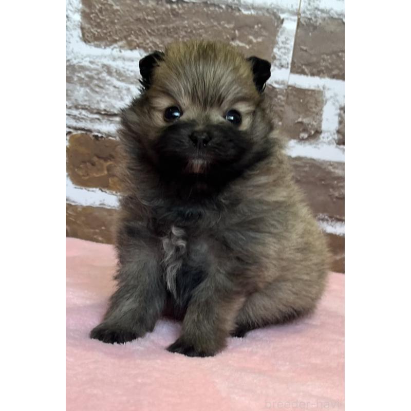 販売中の鹿児島県のポメラニアン-451232の9枚目