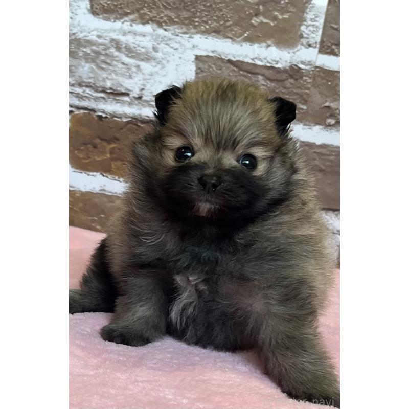 販売中の鹿児島県のポメラニアン-451232の8枚目