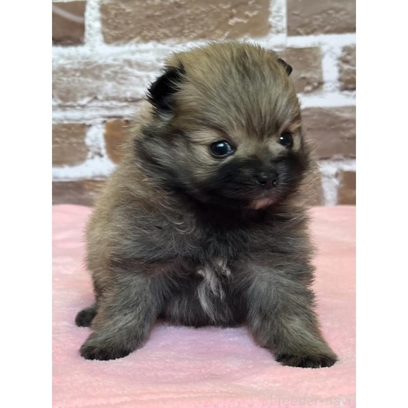 販売中の鹿児島県のポメラニアン-451232の7枚目