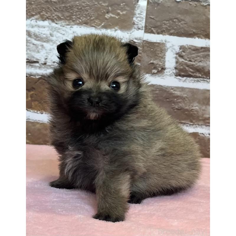 販売中の鹿児島県のポメラニアン-451232の6枚目