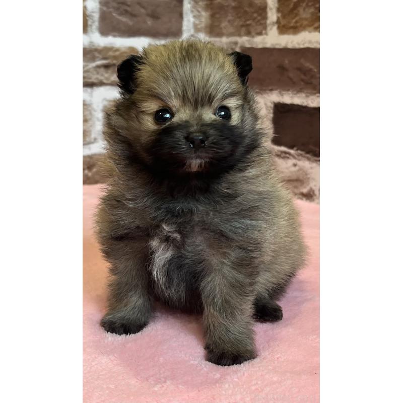 販売中の鹿児島県のポメラニアン-451232の5枚目