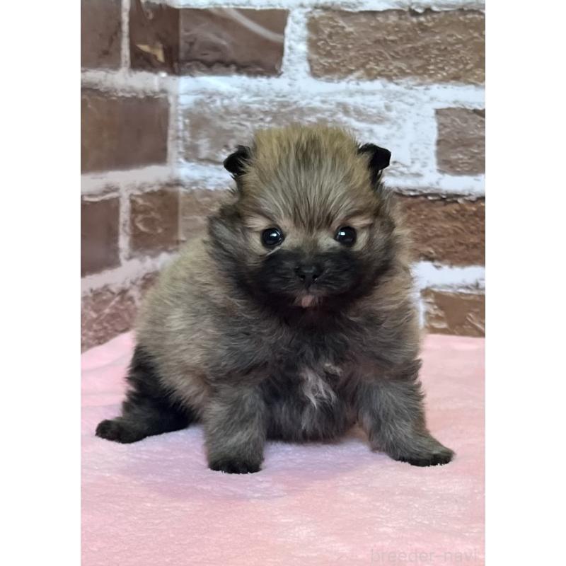 販売中の鹿児島県のポメラニアン-451232の3枚目