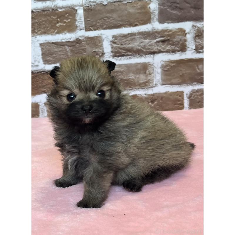 販売中の鹿児島県のポメラニアン-451232の2枚目