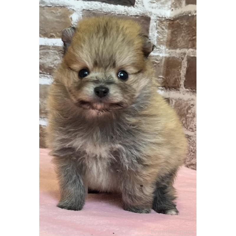 販売中の鹿児島県のポメラニアン-451235