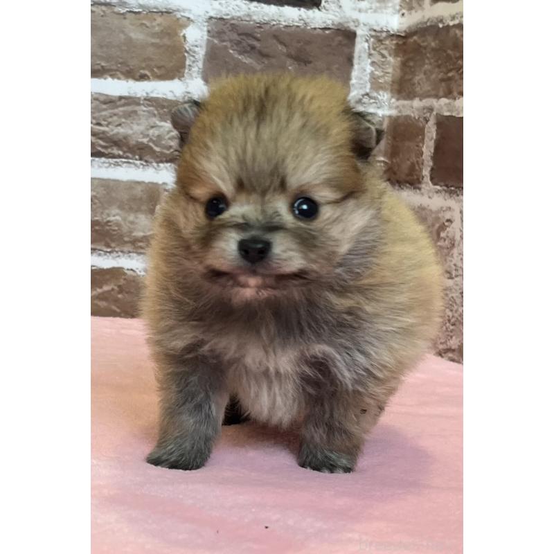 販売中の鹿児島県のポメラニアン-451235の11枚目