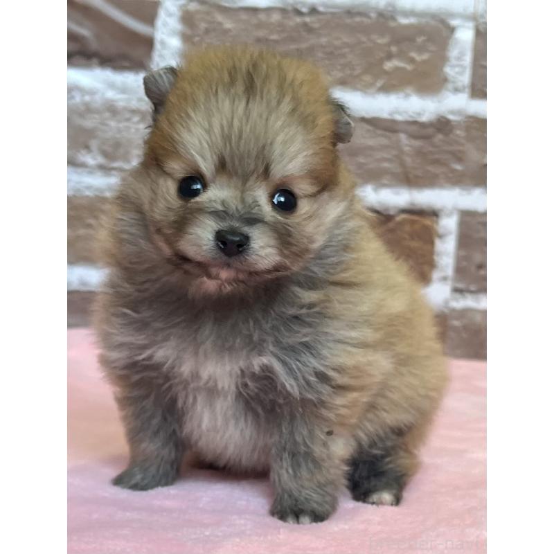 販売中の鹿児島県のポメラニアン-451235の10枚目