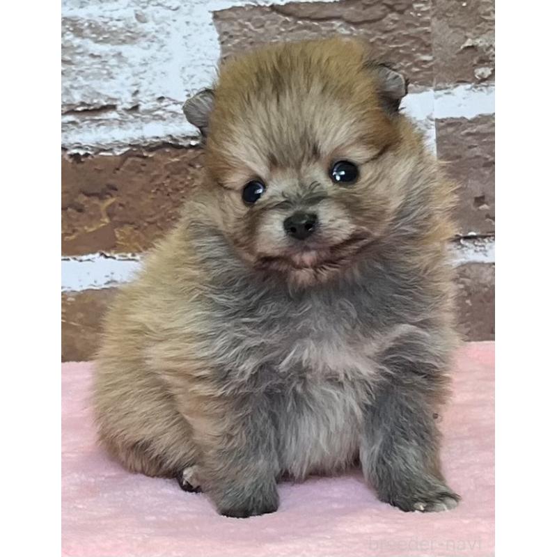 販売中の鹿児島県のポメラニアン-451235の9枚目