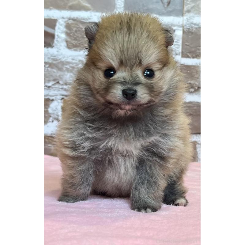 販売中の鹿児島県のポメラニアン-451235の8枚目