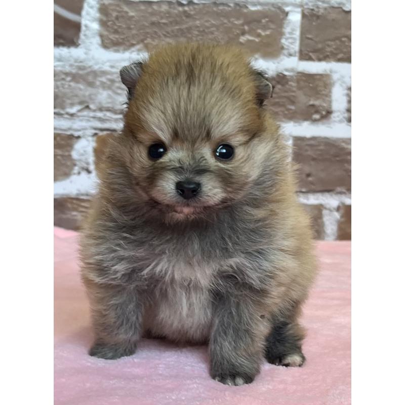 販売中の鹿児島県のポメラニアン-451235の7枚目