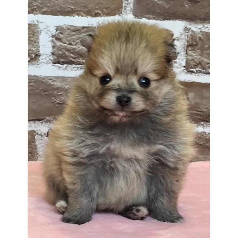 販売中の鹿児島県のポメラニアン-451235の6枚目