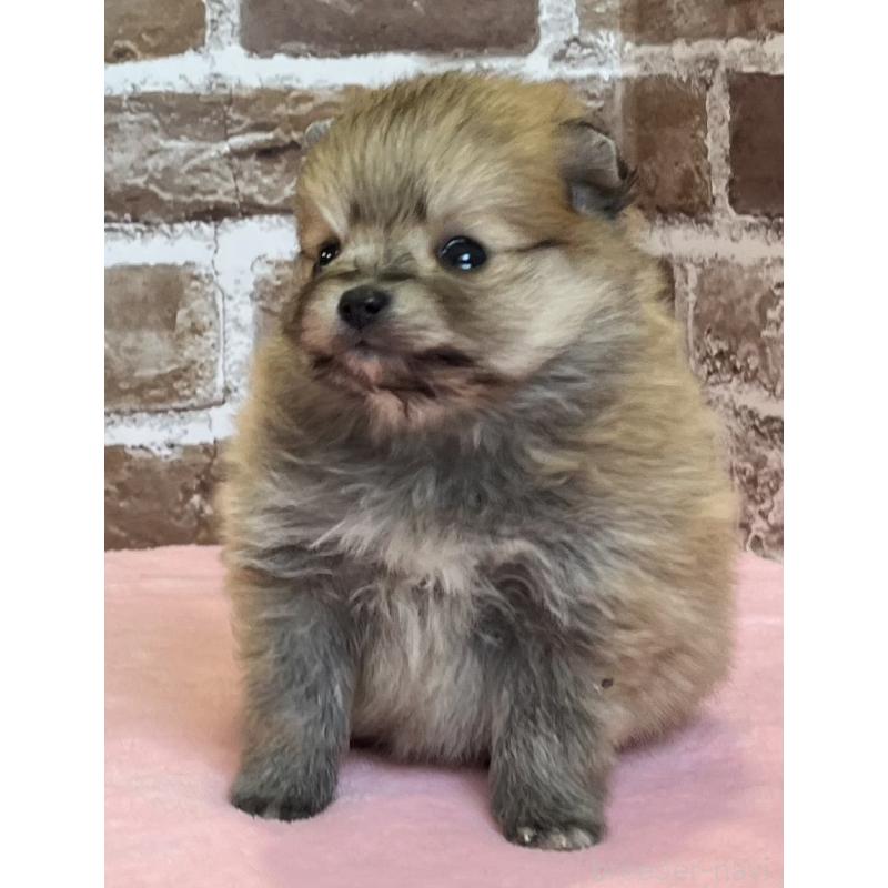 販売中の鹿児島県のポメラニアン-451235の5枚目